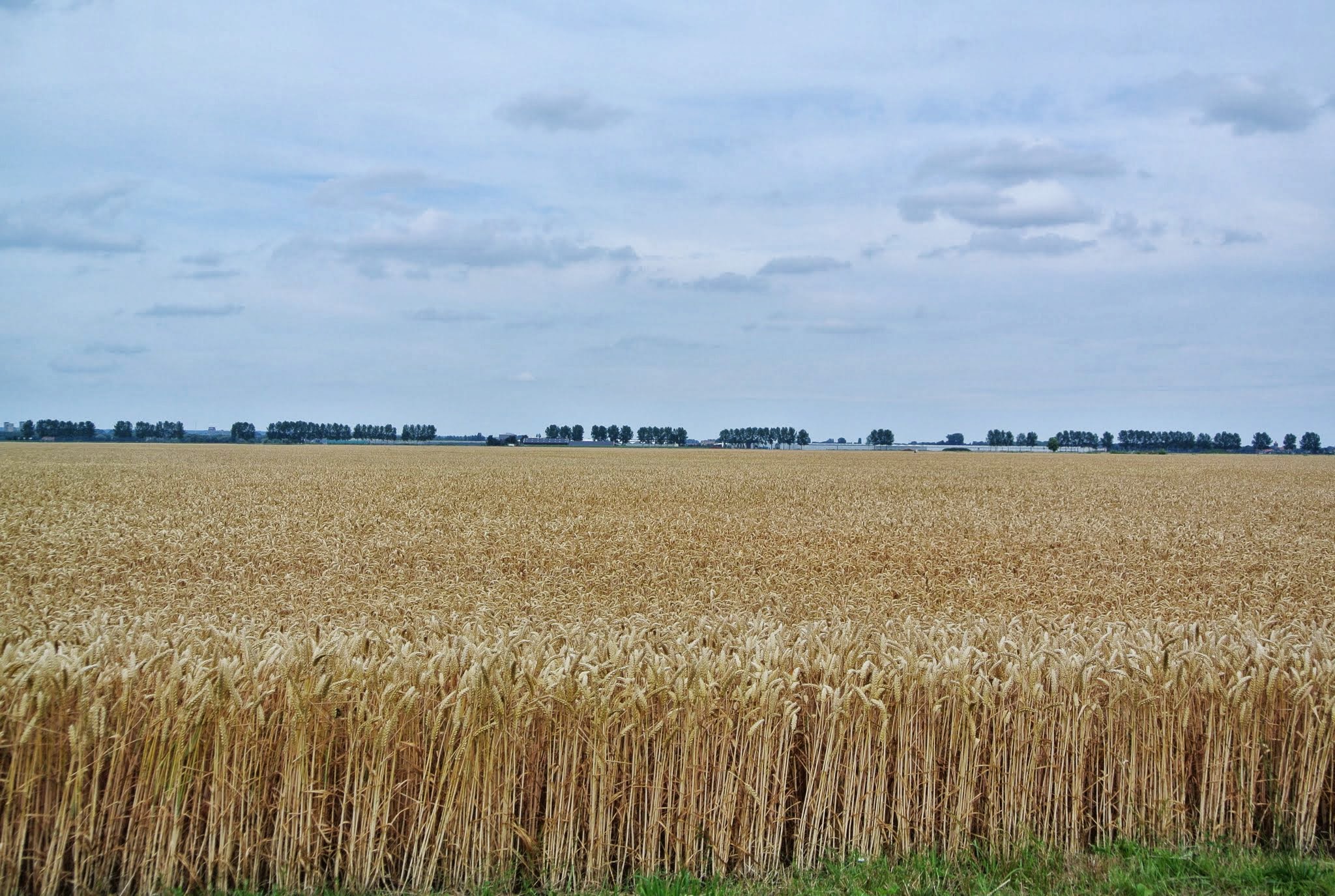Elst photo 3