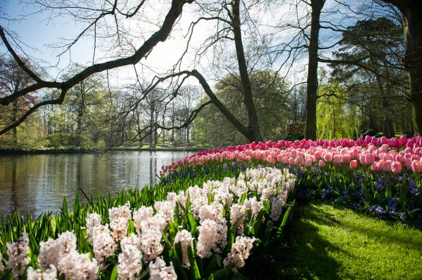 Lisse, South Holland