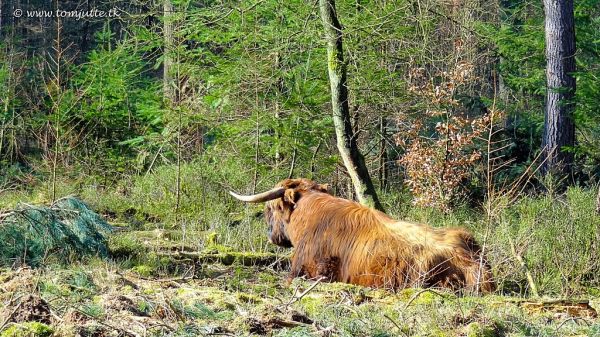 Dieren photo 2