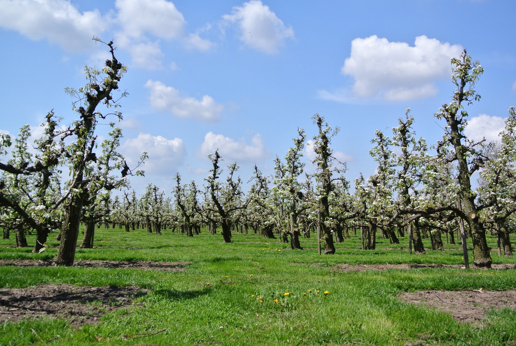 Lienden photo 4