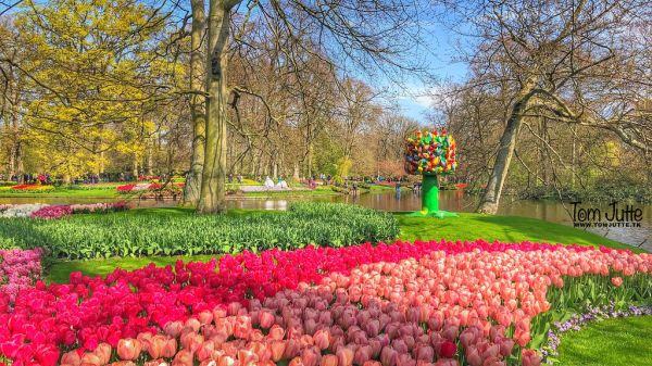 Lisse photo 2