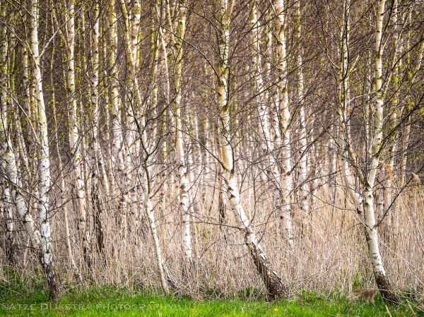 Purmerend photo 4