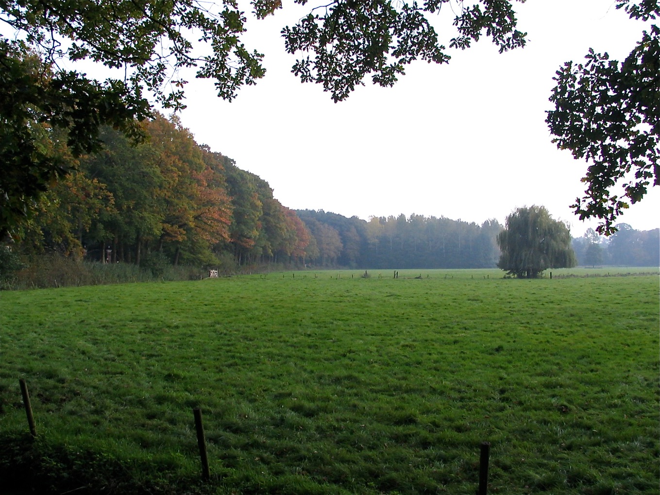 Wisch photo 2