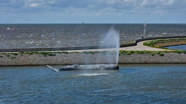 Harlingen photo 3