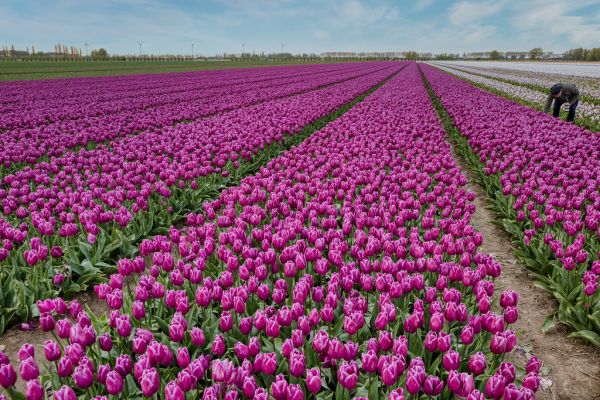 Nieuw-Beijerland photo 3