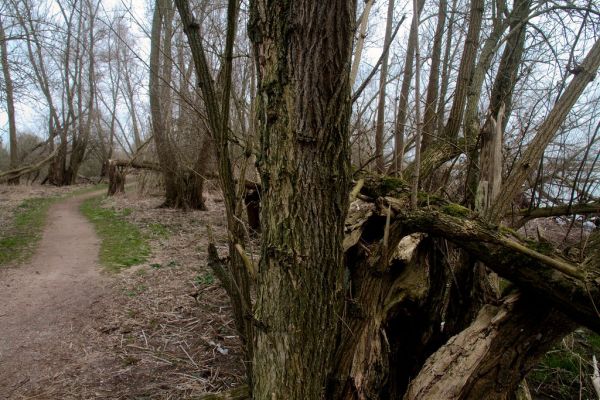 Strijen photo 3
