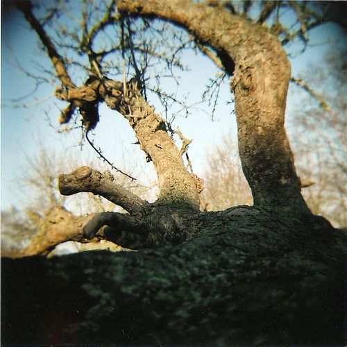 Zaamslag photo 3