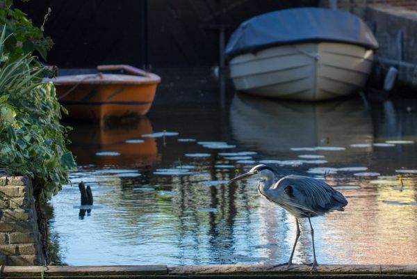 Edam photo 2
