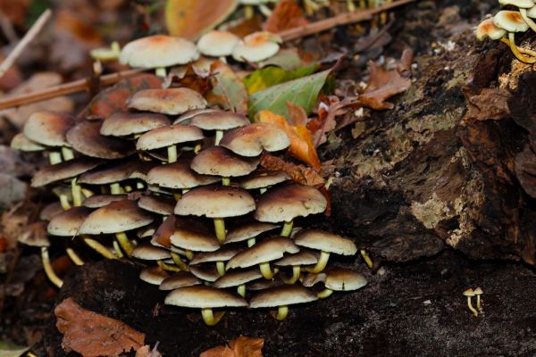 's-Gravenzande photo 4