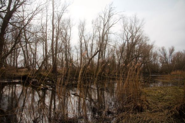 Strijen photo 4