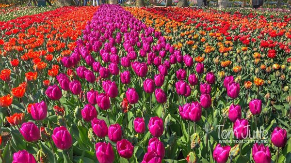 Lisse photo 4