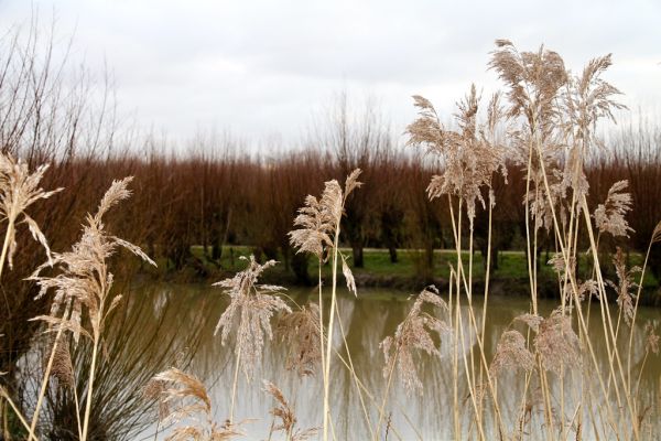Rhoon photo 4