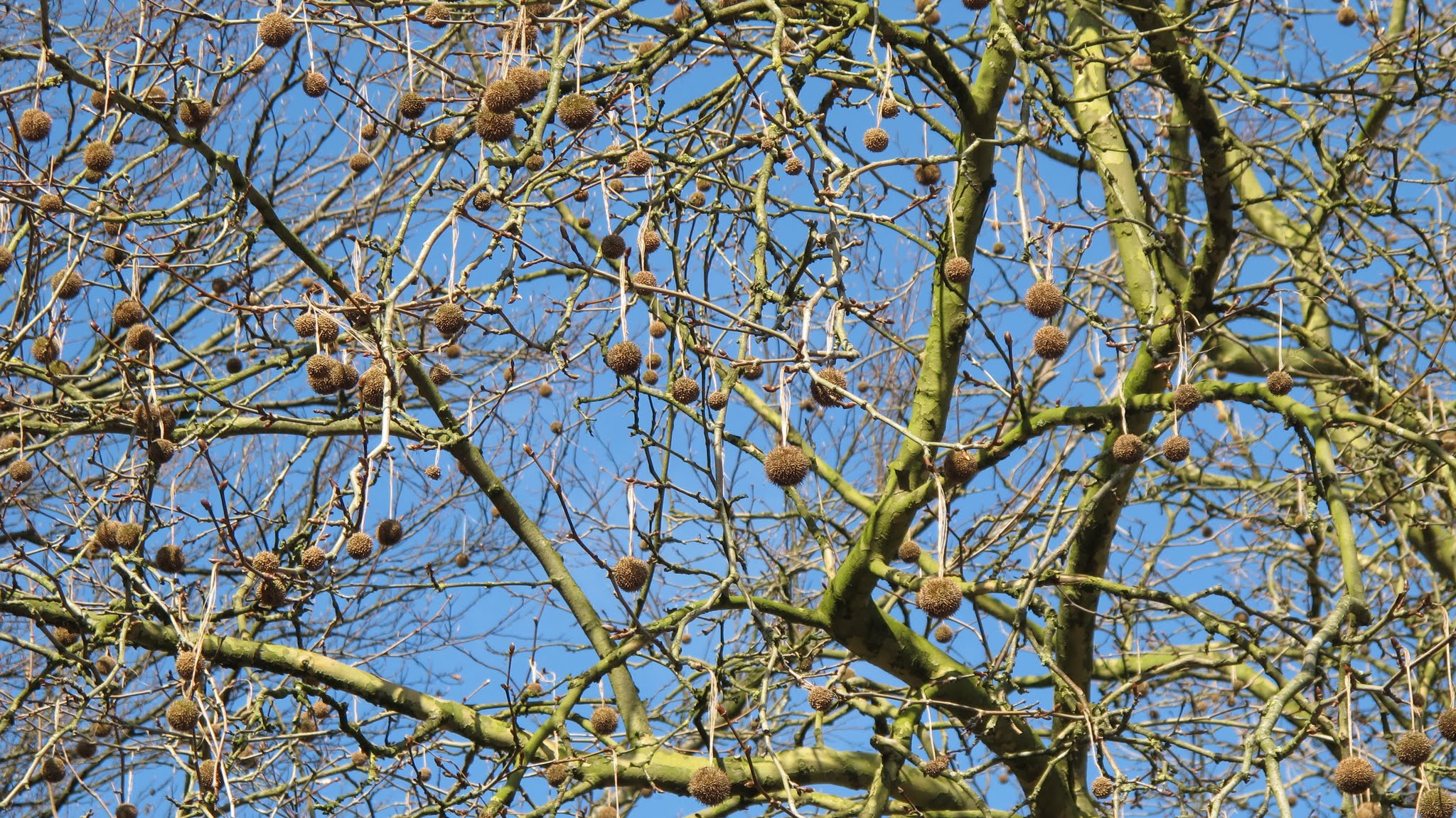 Oosterbeek photo 4