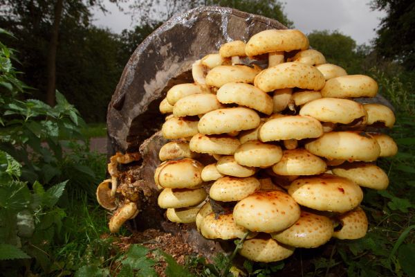 Dussen photo 2