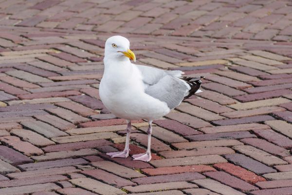 Egmond aan Zee photo 3