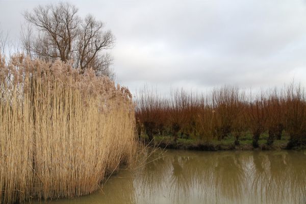 Rhoon photo 3