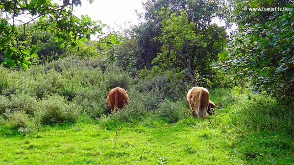 Egmond-Binnen, North Holland