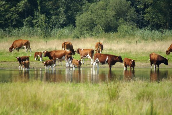 Liempde photo 3