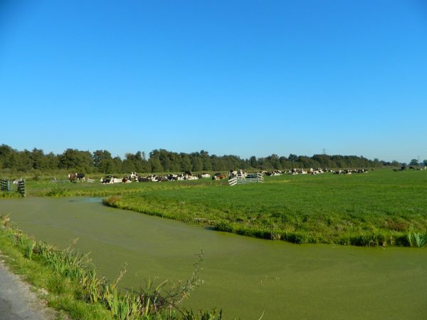 Gouderak photo 3