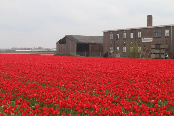 Lisserbroek photo 2