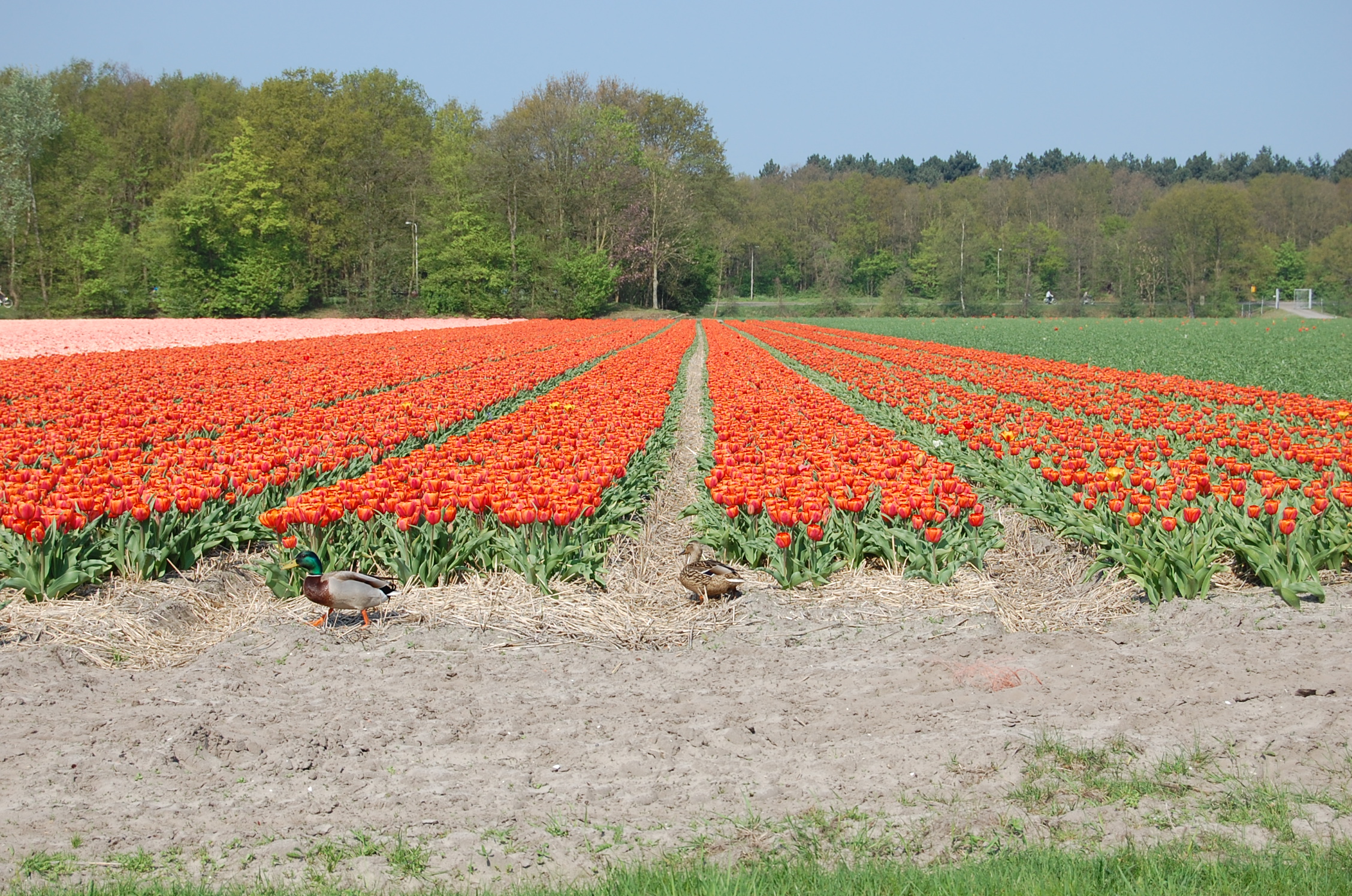 Voorhout, South Holland