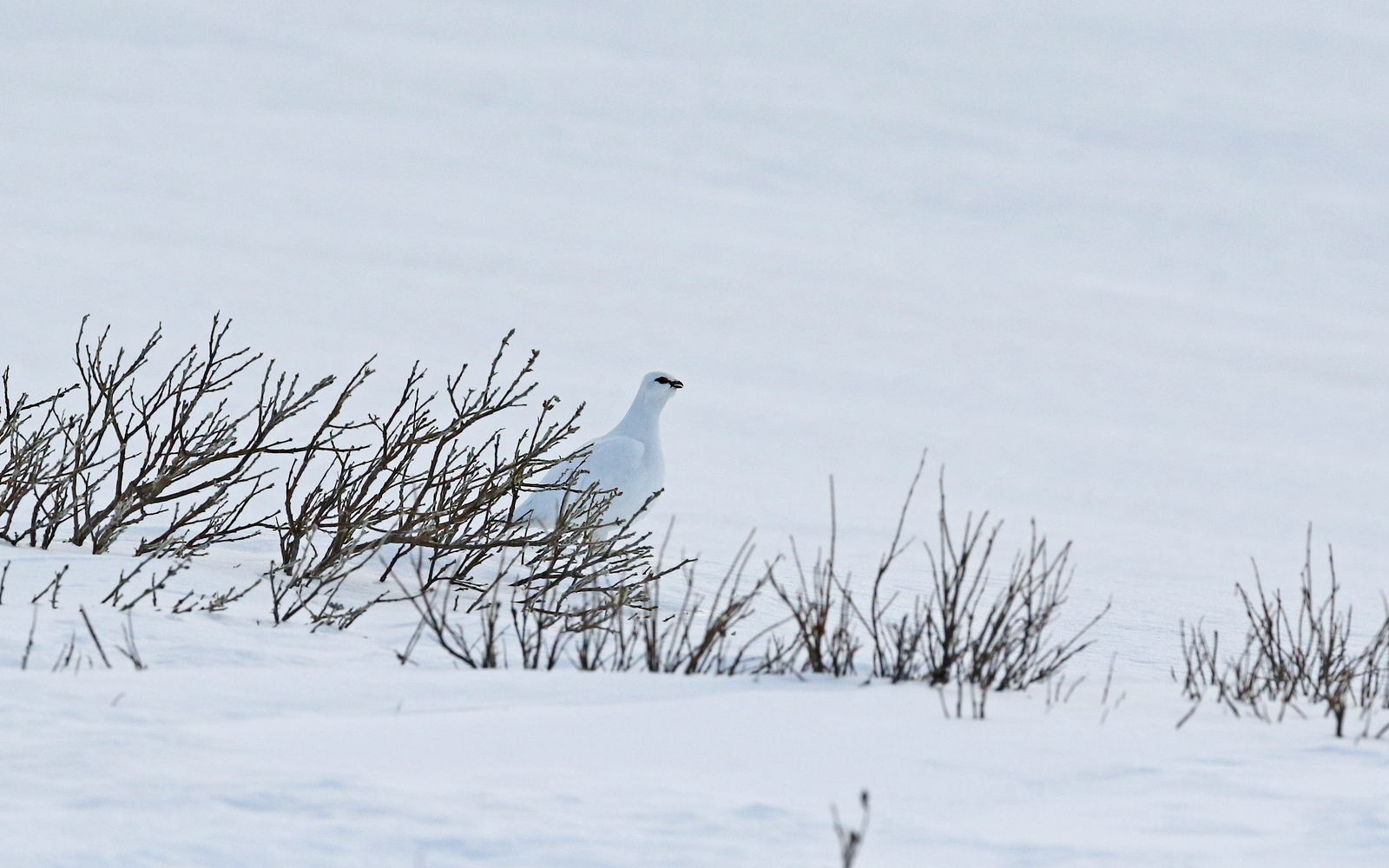 Vadsø photo 4