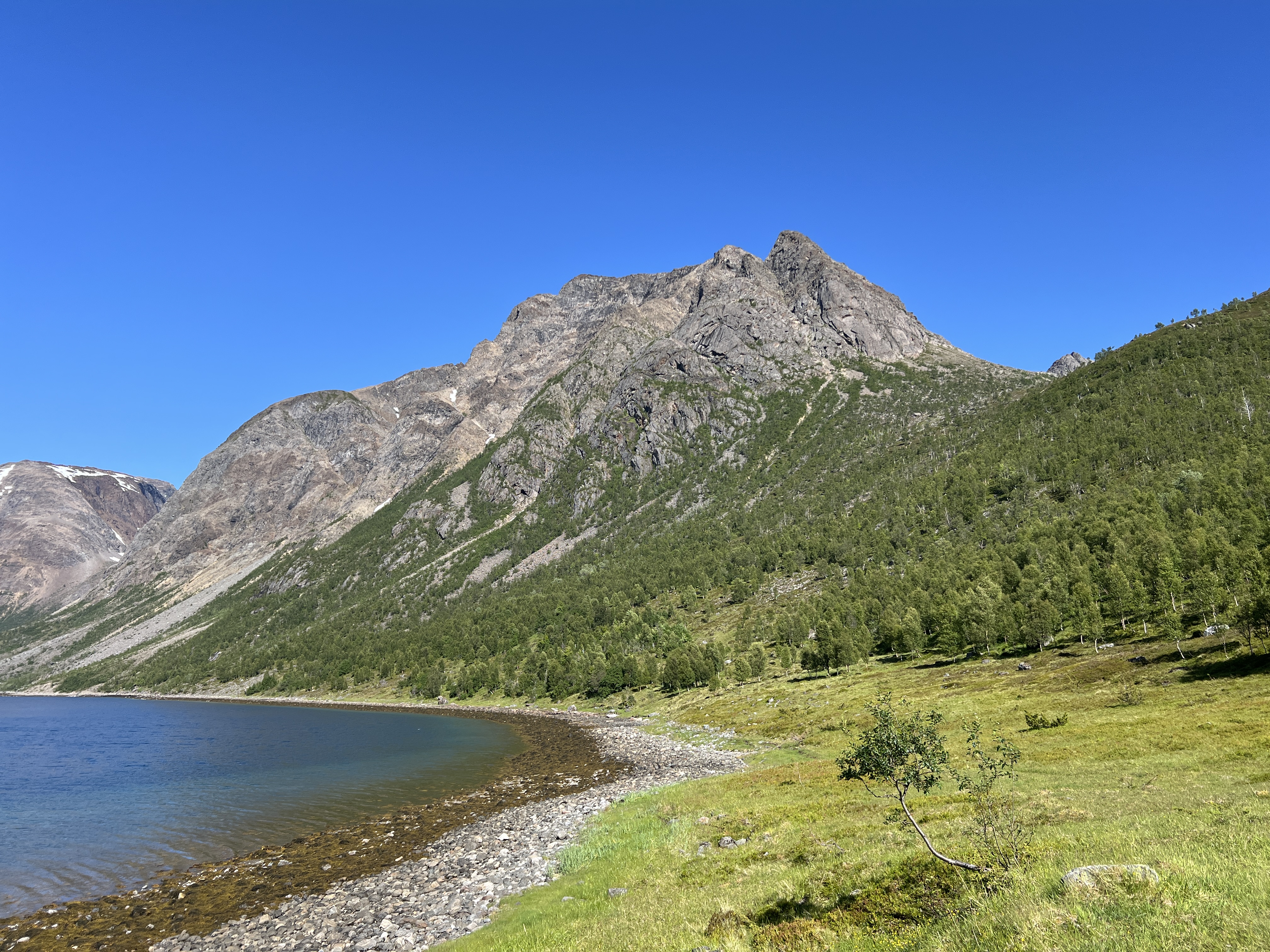 Fjelltindnasen photo 4
