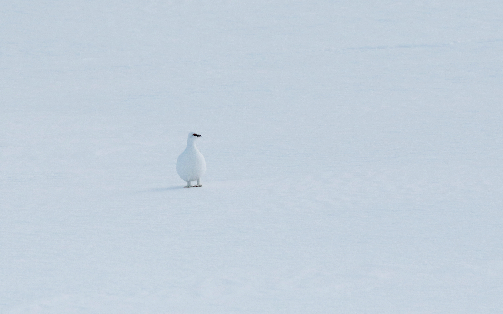 Vadsø photo 2