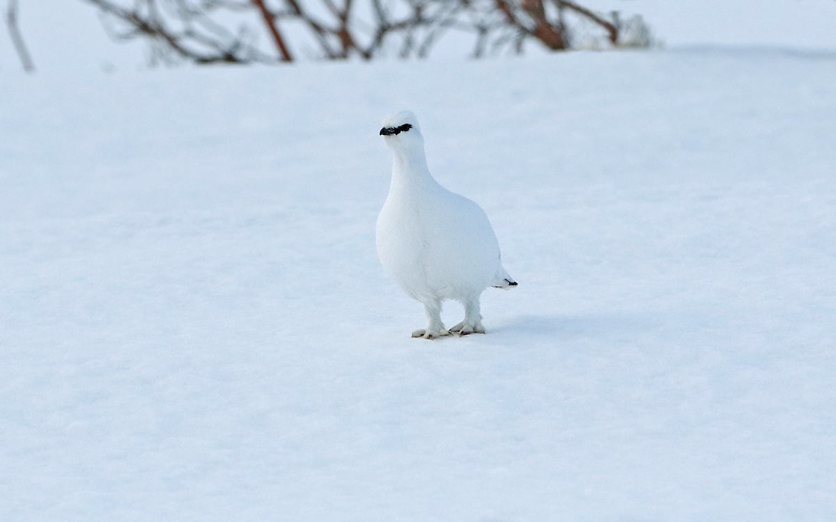 Vadsø, Finnmark