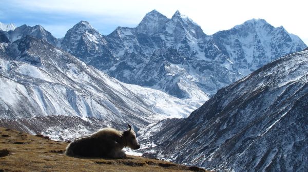 Lobuche, Koshi