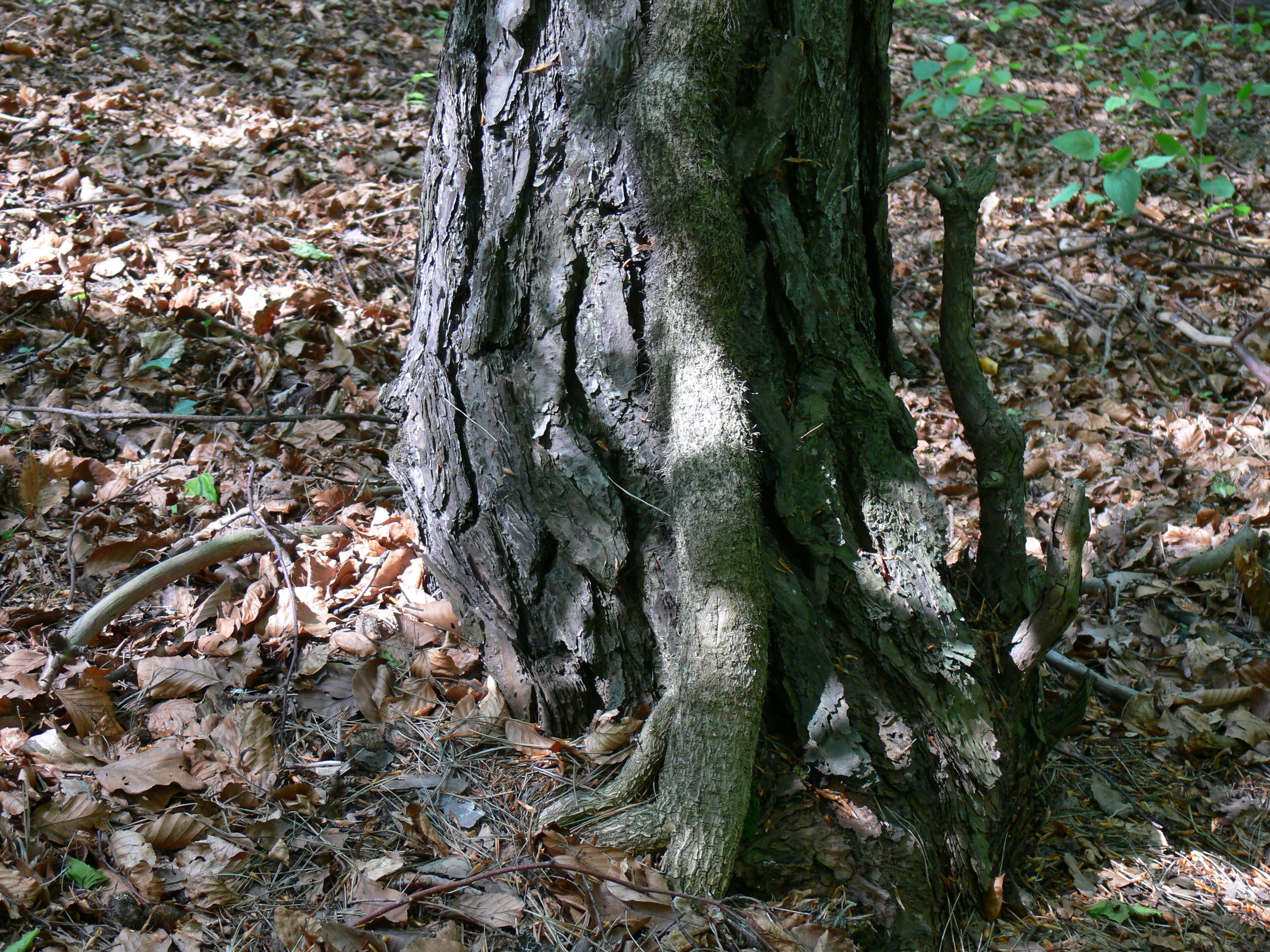 Ostra Góra photo 3