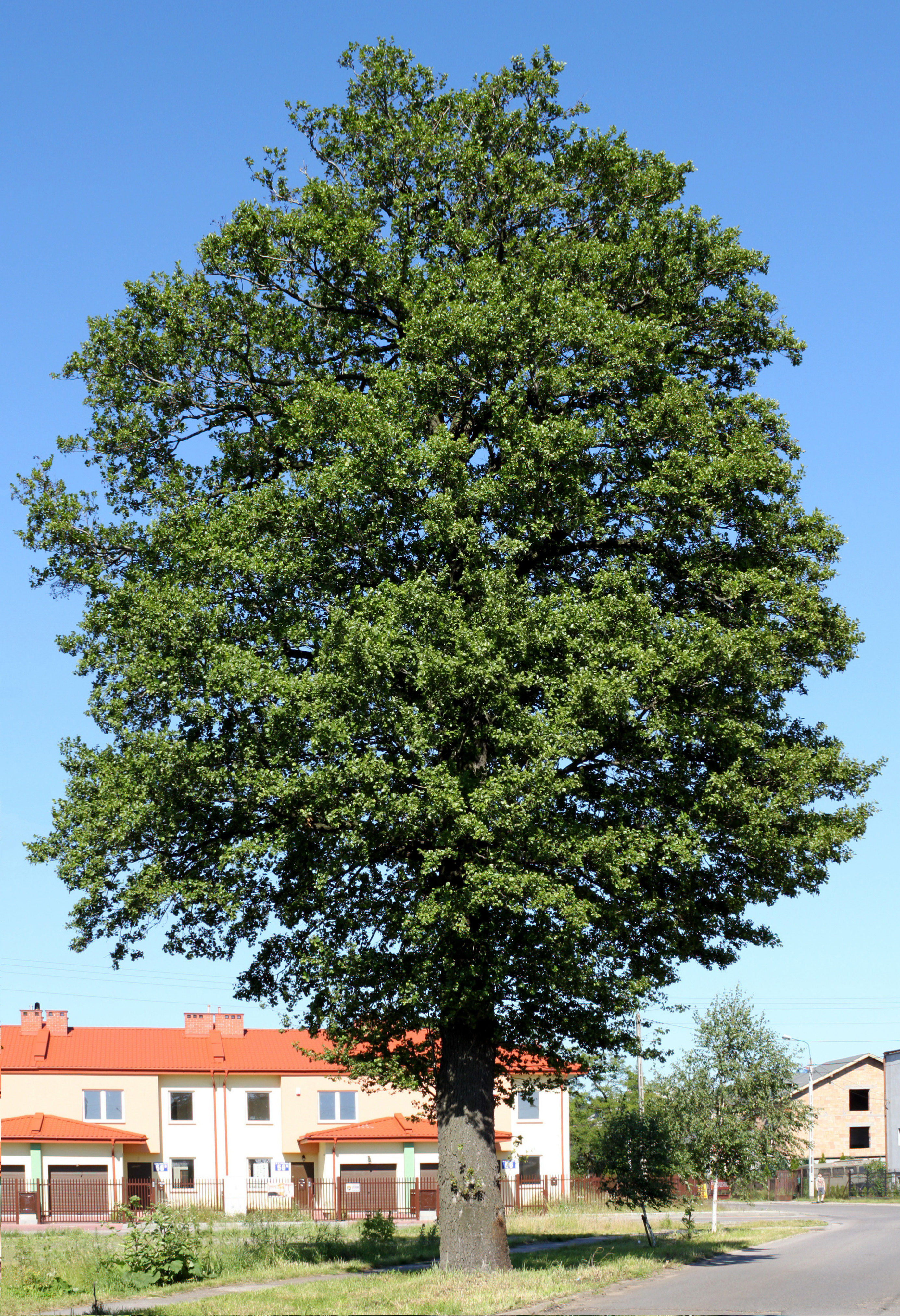 Ząbki photo 3