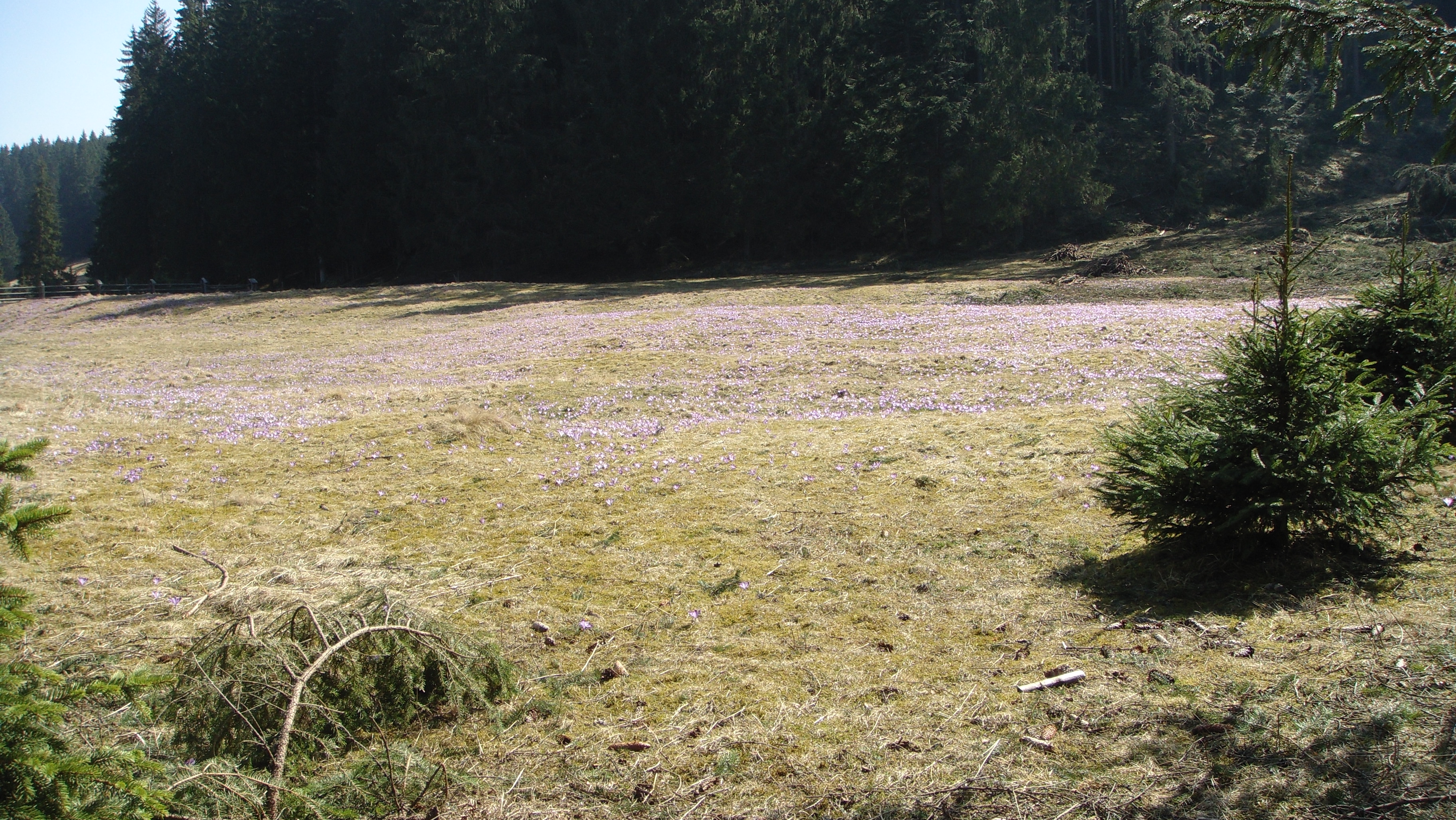 Witów photo 2