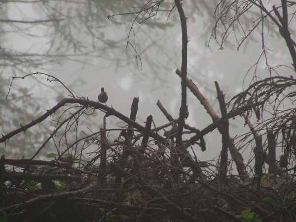 Wołosań photo 2