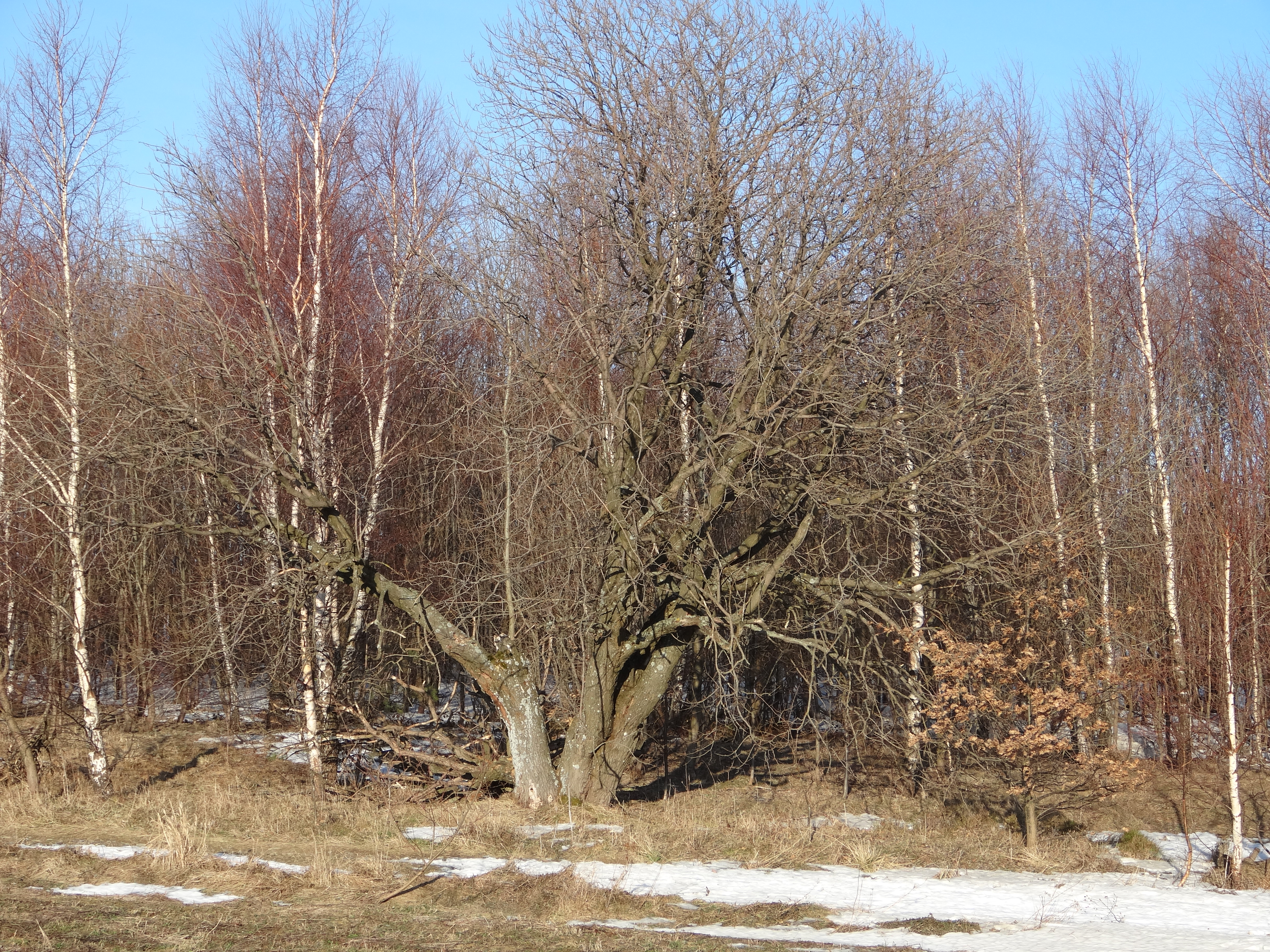 Rymanów photo 2