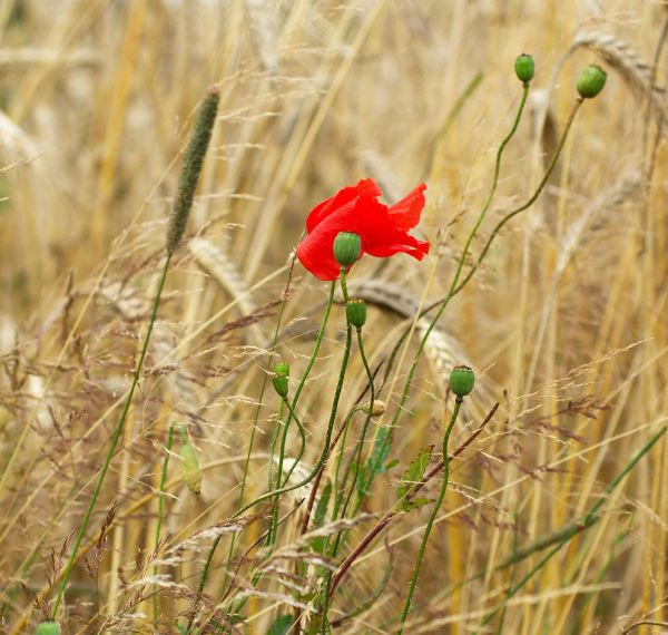 Tuchów photo 3