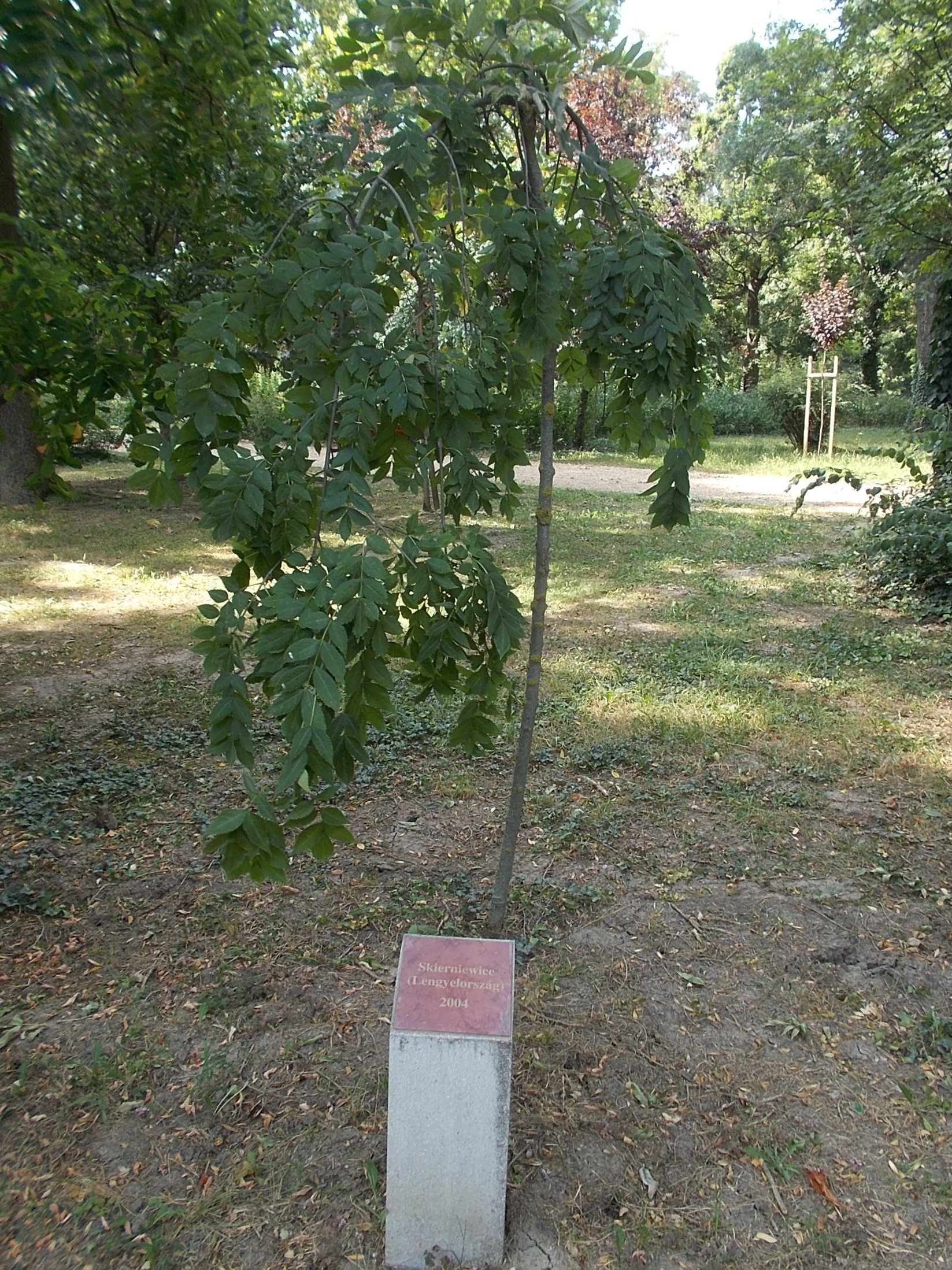 Skierniewice photo 2