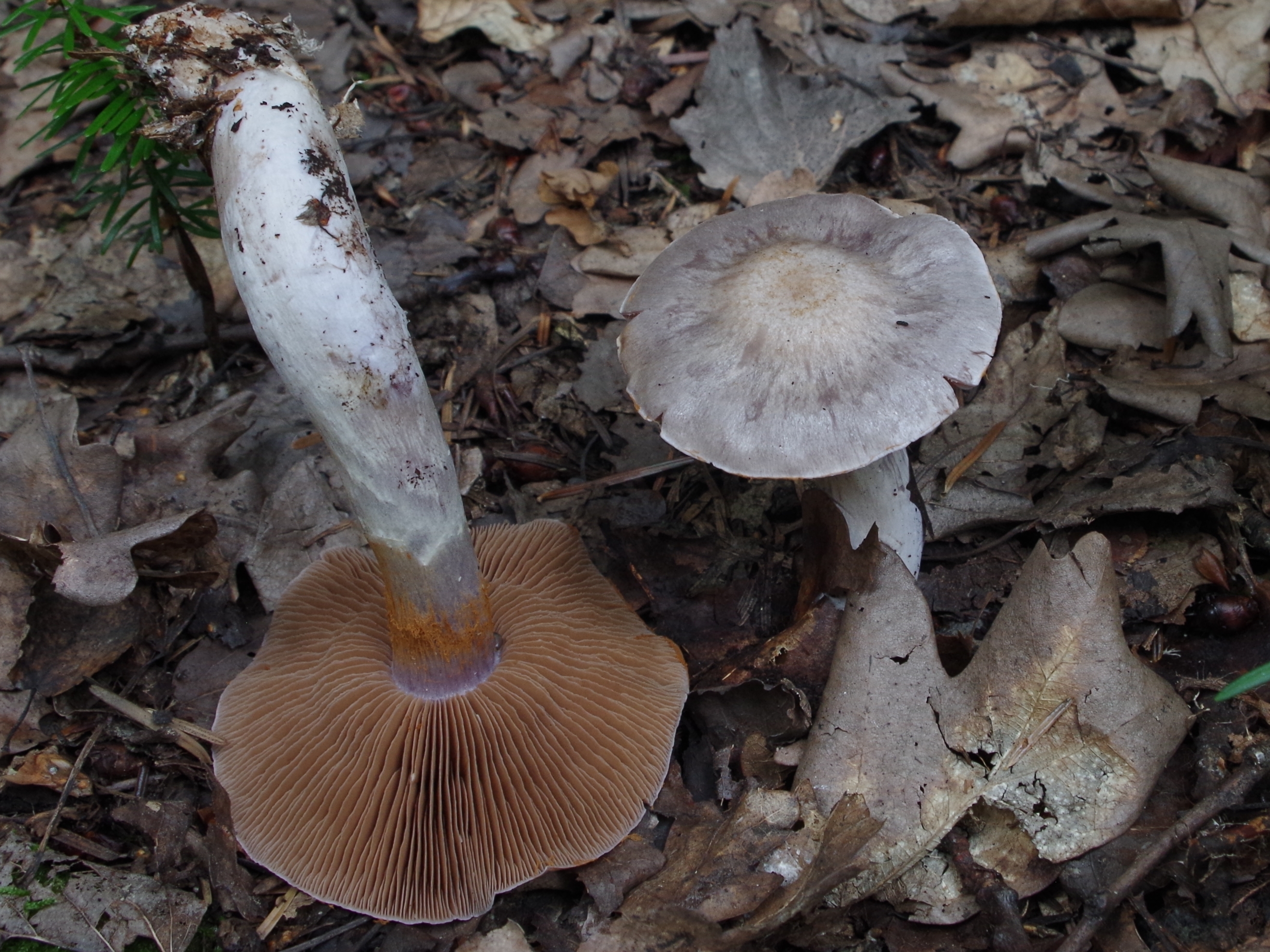 Śnieżnica photo 2