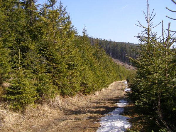 Radziejowa - Mountain in Lesser Poland