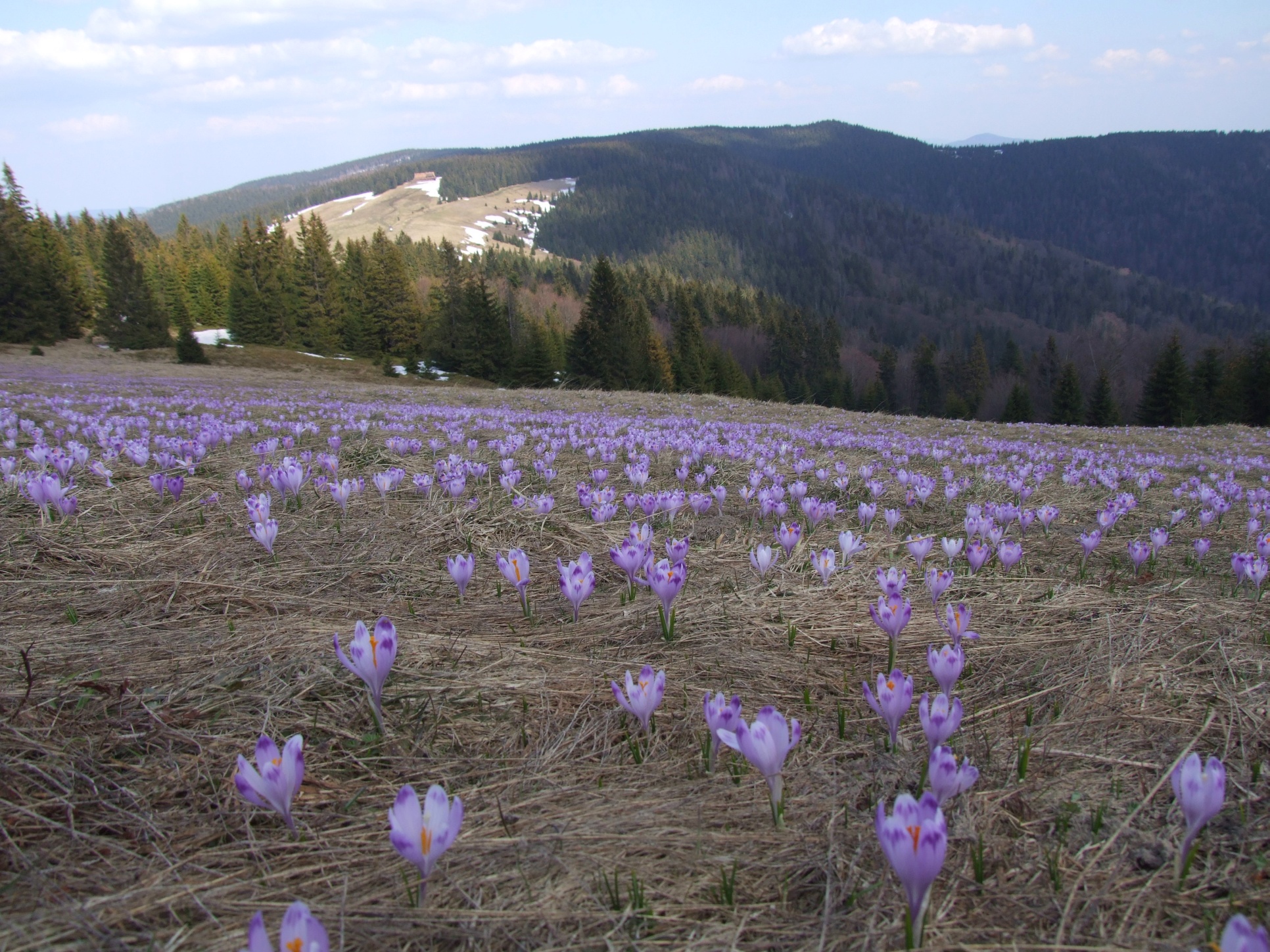 Turbacz, Lesser Poland