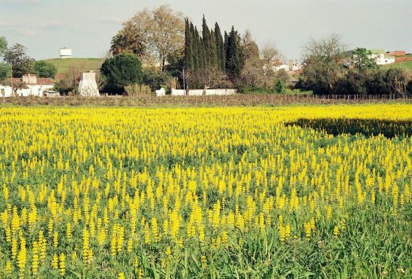 Vidigueira photo 2