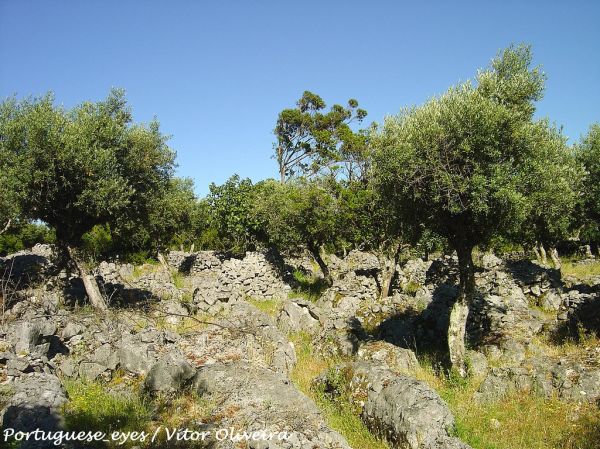 Serra de Santo António photo 4