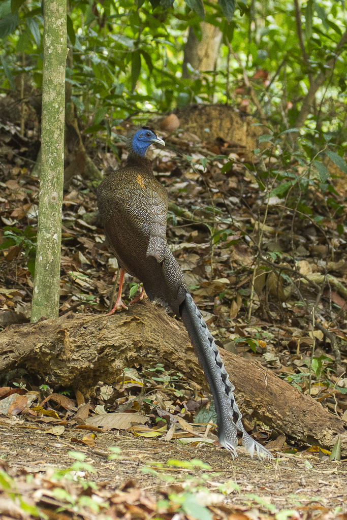 Khao Sok photo 2