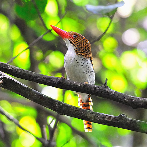 Khao Yai, Krabi