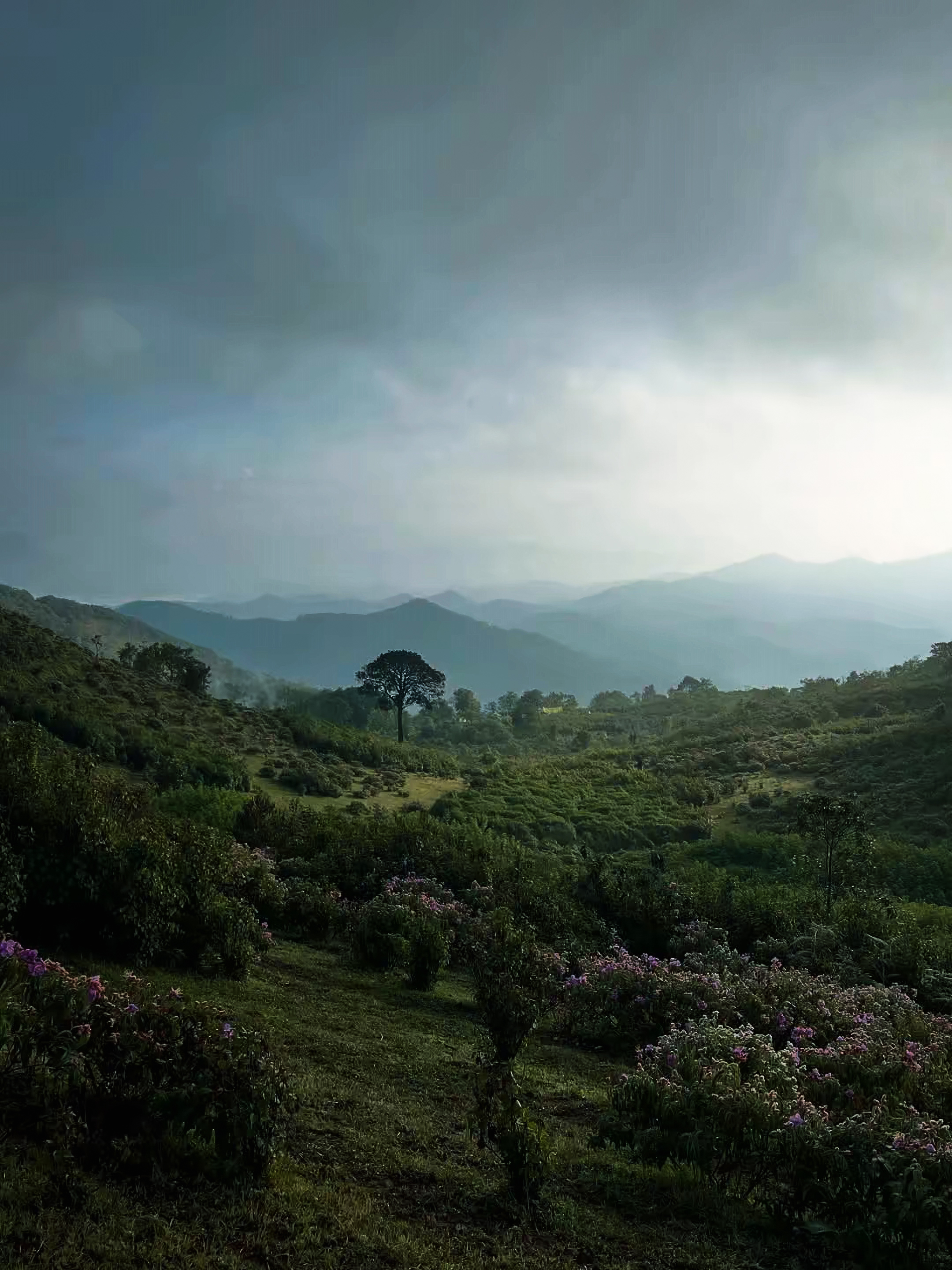 Doi Pui Luang photo 2