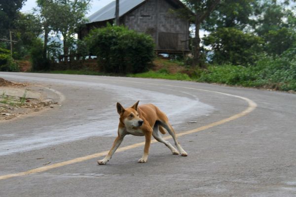 Doi Laem, Chiang Mai