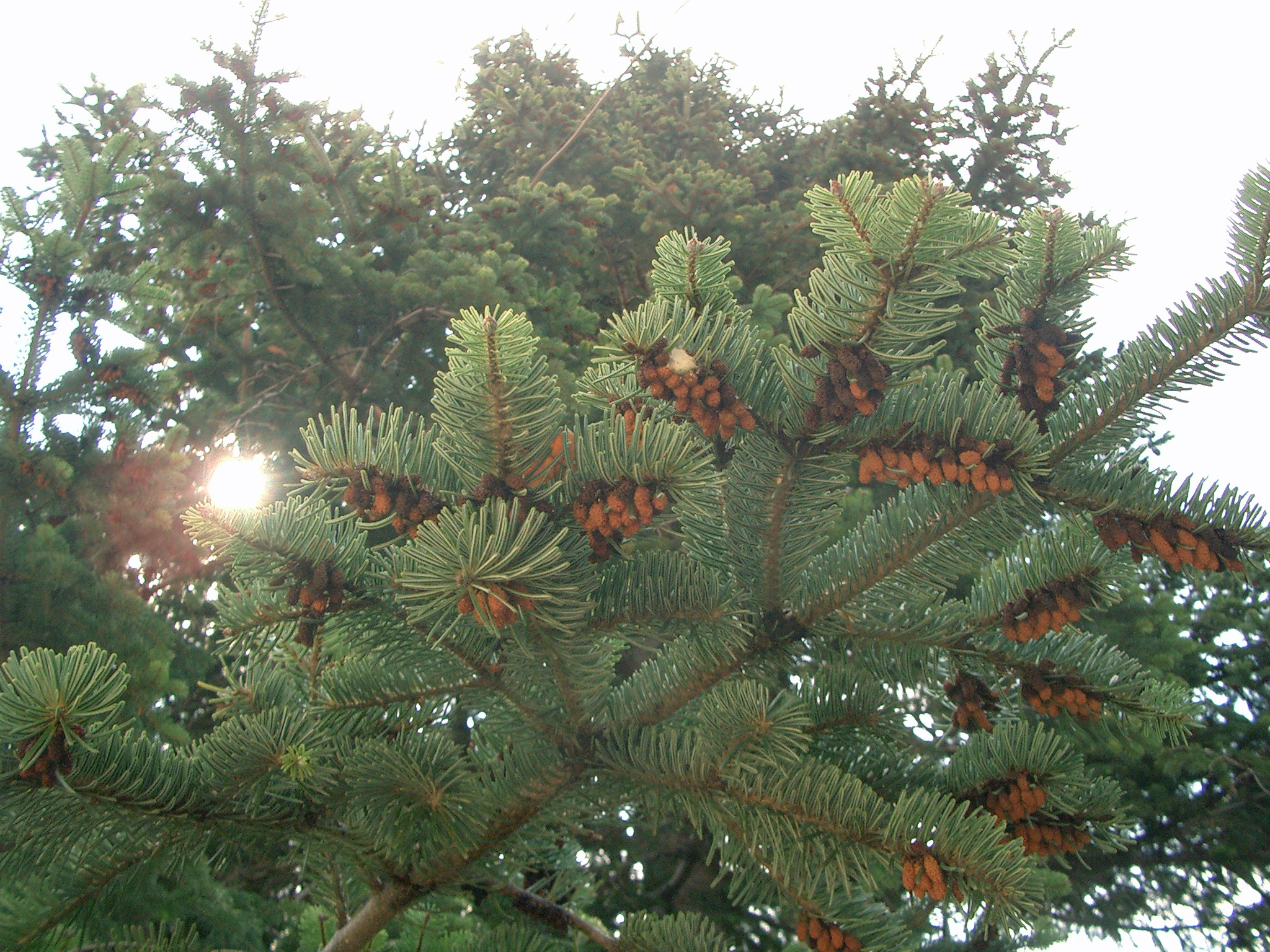 Yenice photo 4