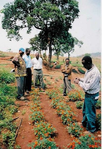 Ngara photo 2