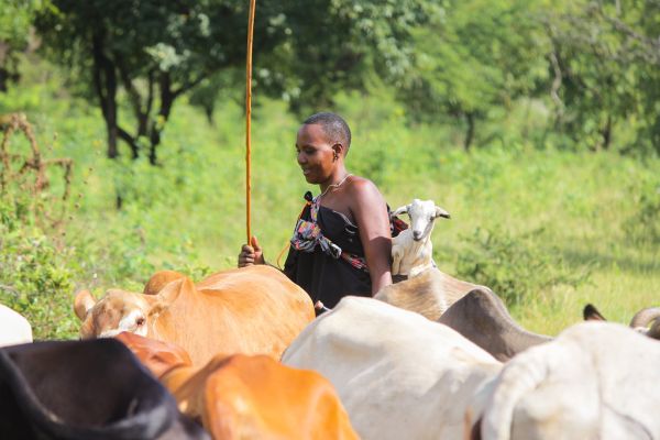 Shengena photo 4