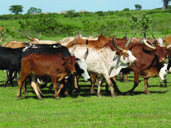 Shinyanga, Shinyanga